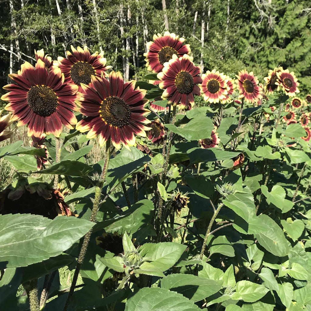 Florenza Sunflower Plant Seeds