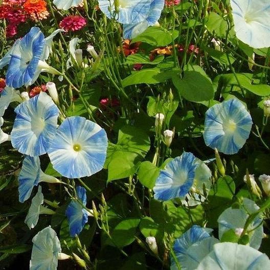Flying Saucer Morning Glory Plant Seeds