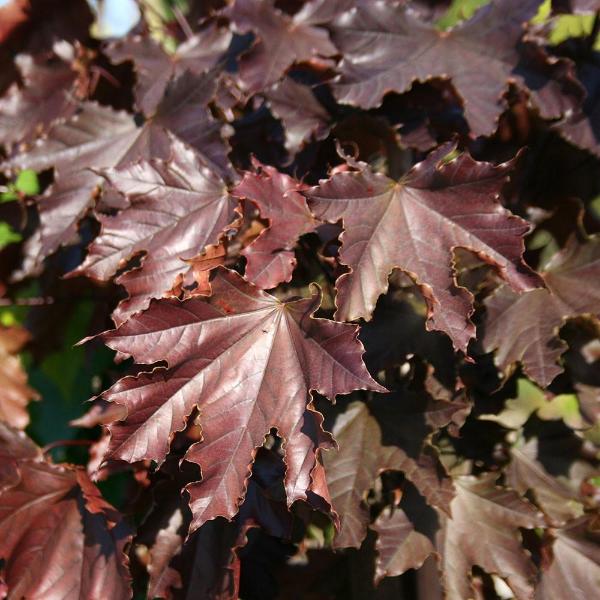Crimson King Norway Maple Tree Seeds