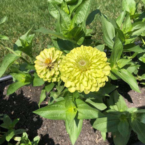 Envy Zinnia Plant Seeds