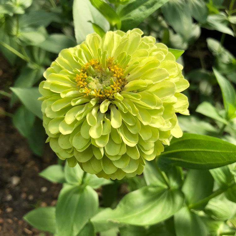 Envy Zinnia Plant Seeds
