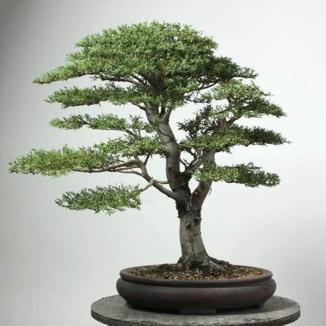 Monterey Cypress Tree Seeds