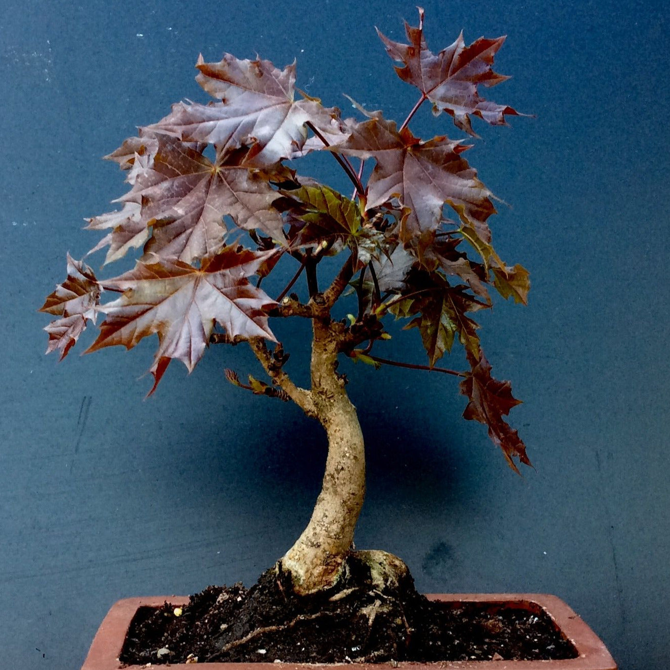 Crimson King Norway Maple Tree Seeds