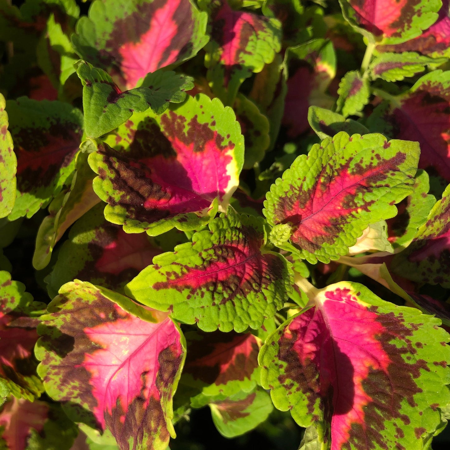 Coleus "Rainbow" Plant Seeds