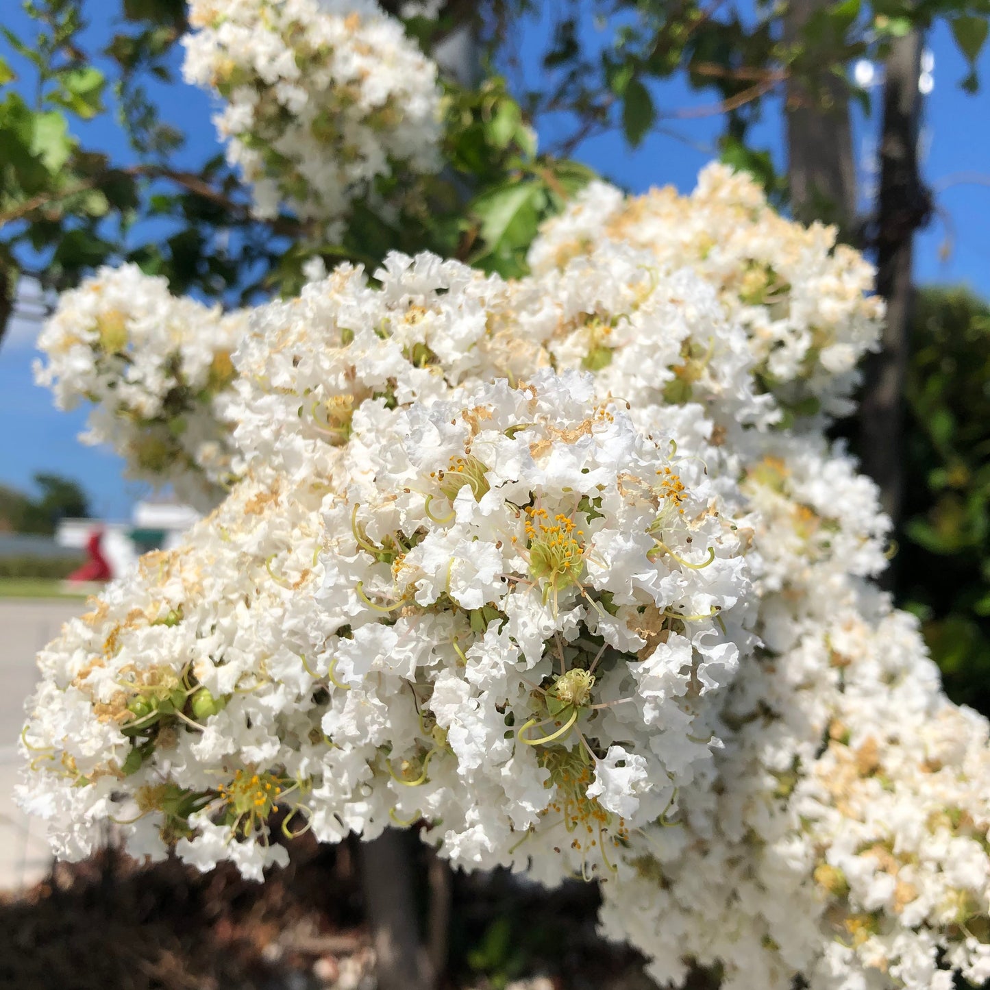 Crepe Myrtle Tree Seeds (White)