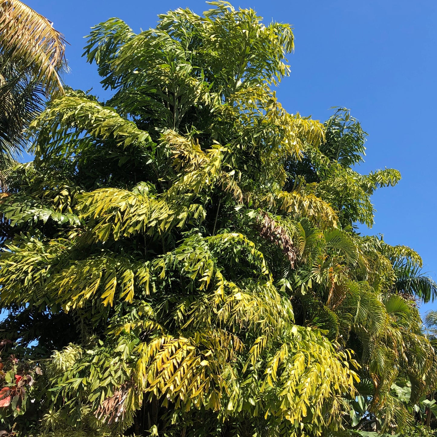 Fishtail Palm Tree Seeds
