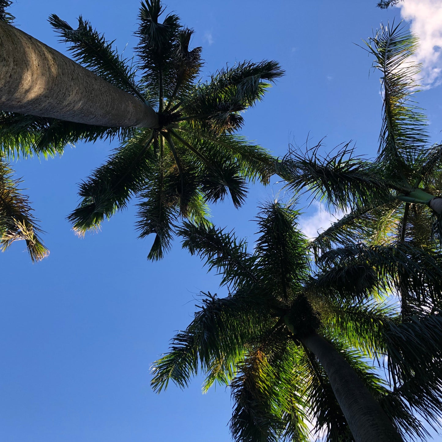 Royal Palm Tree Seeds