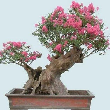 Crepe Myrtle Tree Seeds (Pink)