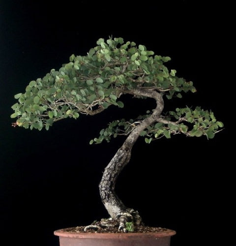Hong Kong Orchid Tree Seeds