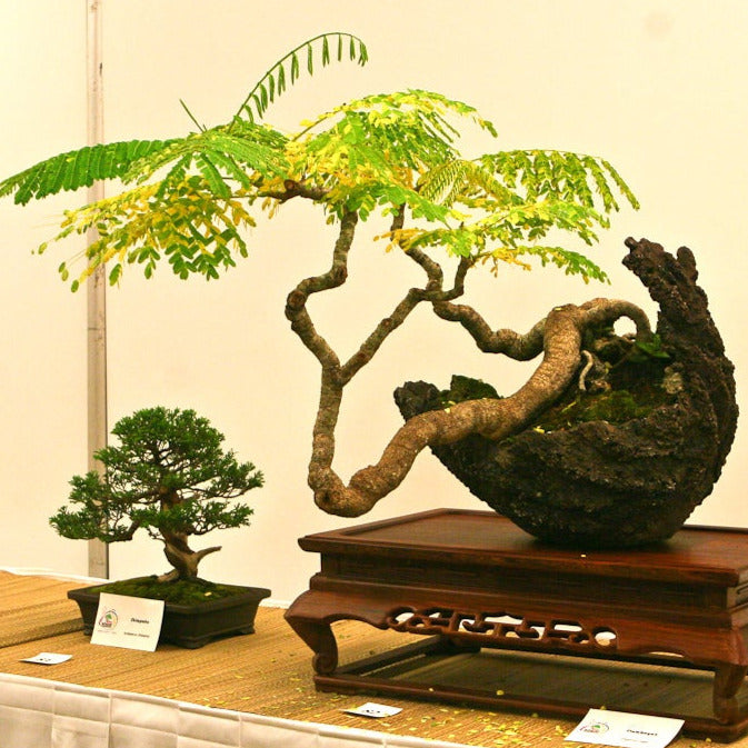 Yellow Poinciana Tree Seeds