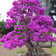 Eastern Redbud Tree Seeds