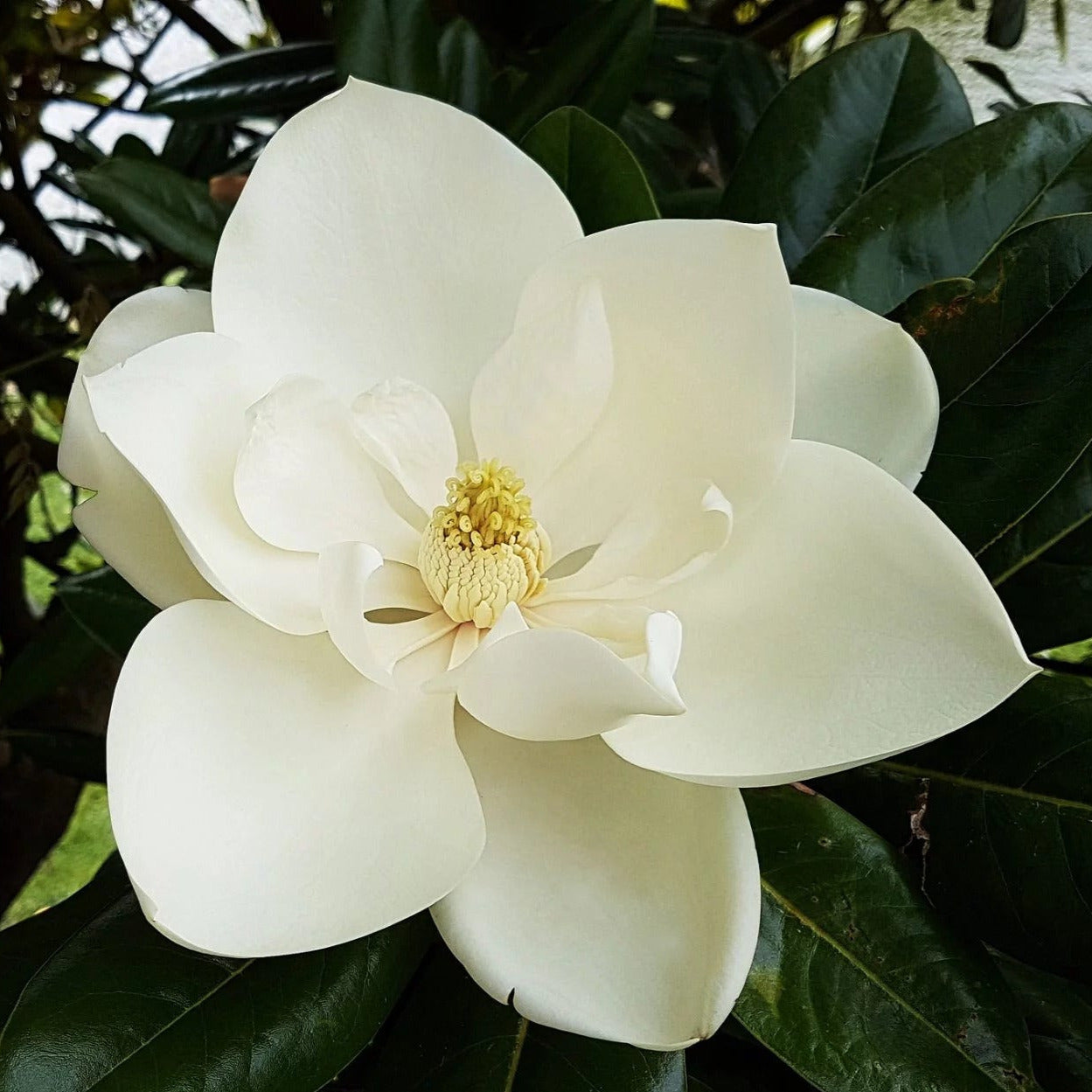 Sweet Magnolia Tree Seeds