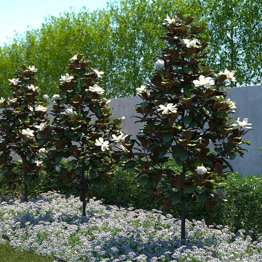 Sweet Magnolia Tree Seeds