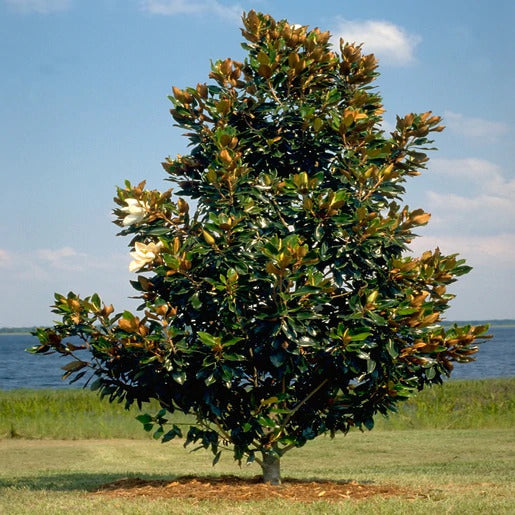 Sweet Magnolia Tree Seeds