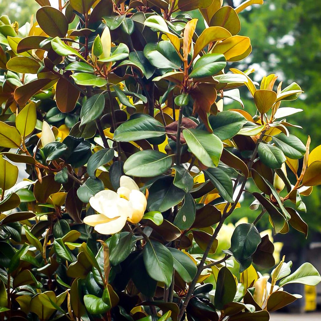 Sweet Magnolia Tree Seeds