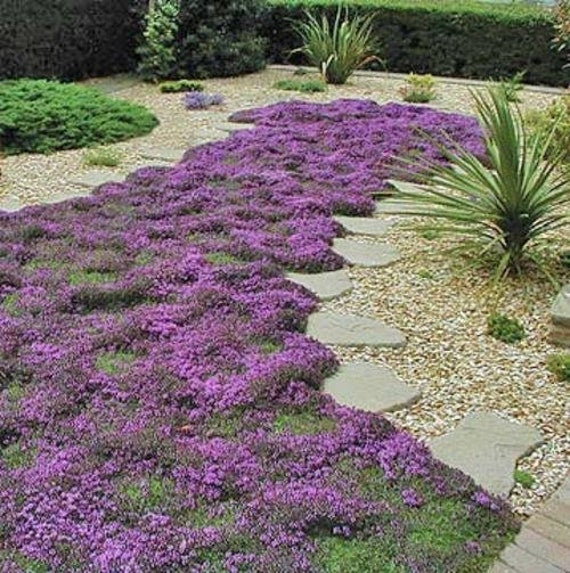 Mother Creeping Thyme Ornamental Groundcover Seeds