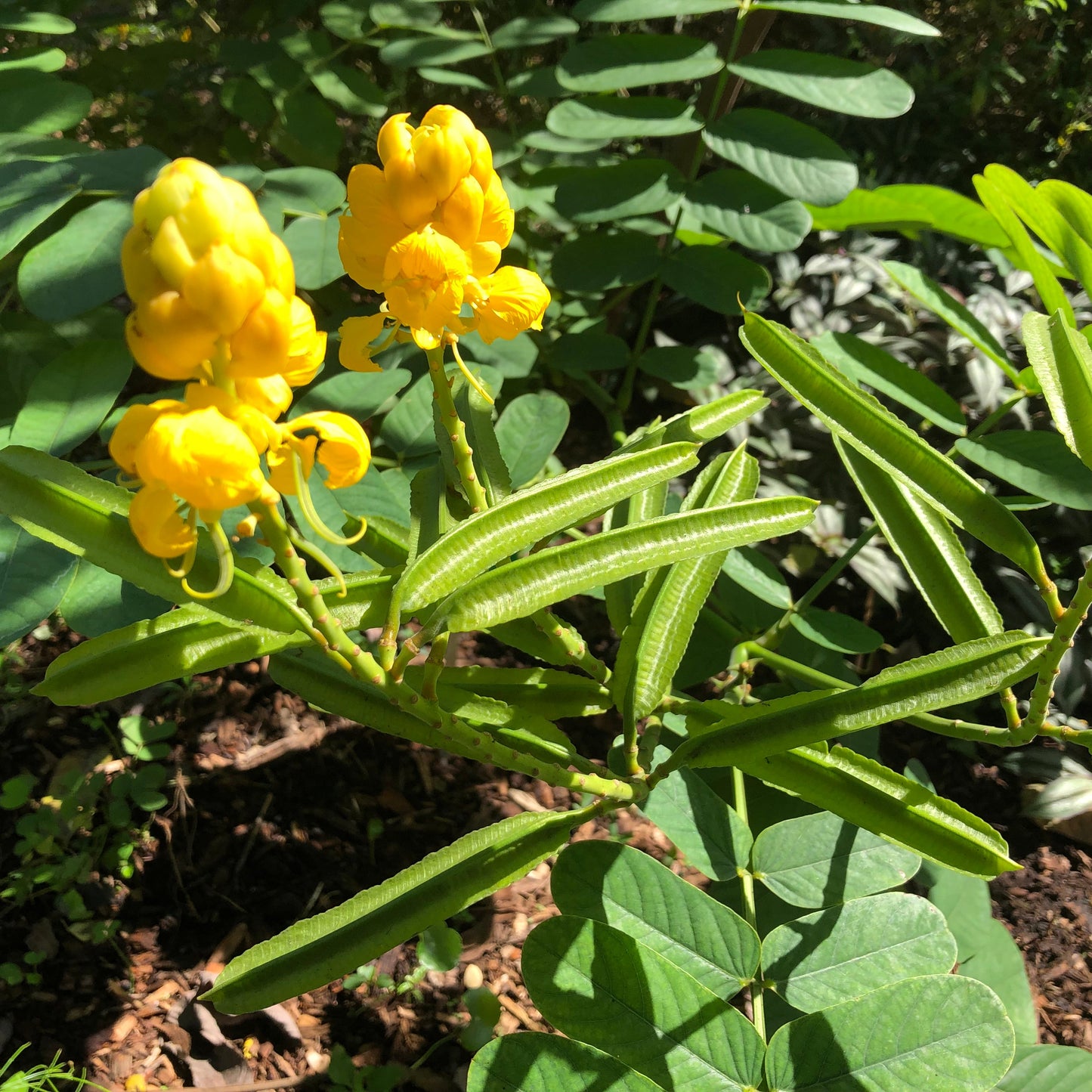 Candlestick Cassia Plant Seeds