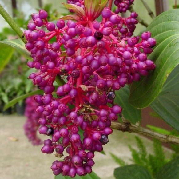 Pink Chandelier Tree Seeds