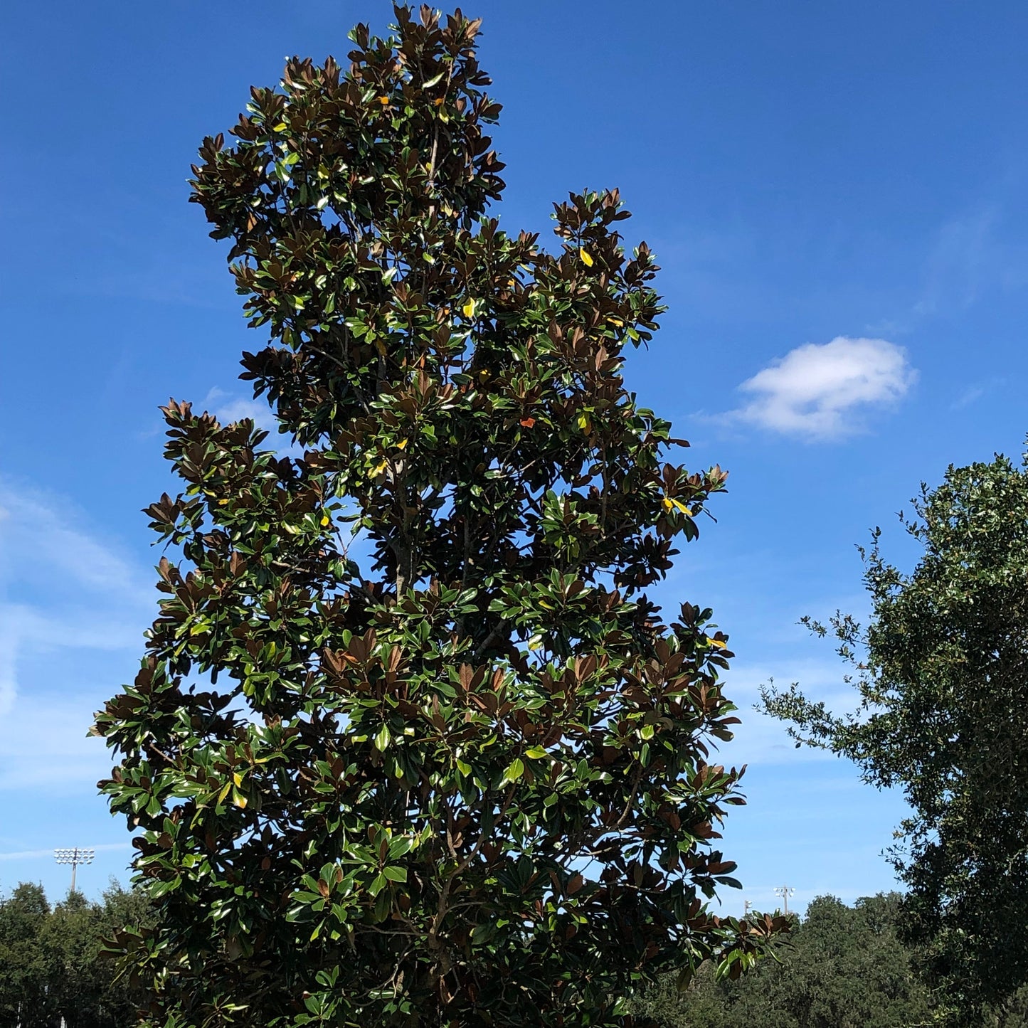 Sweet Magnolia Tree Seeds