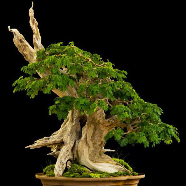 Brazilian Rain Tree Seeds