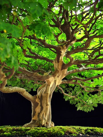 rain garden seeds Brazilian Rain Tree Seeds – Garden & Glimmer