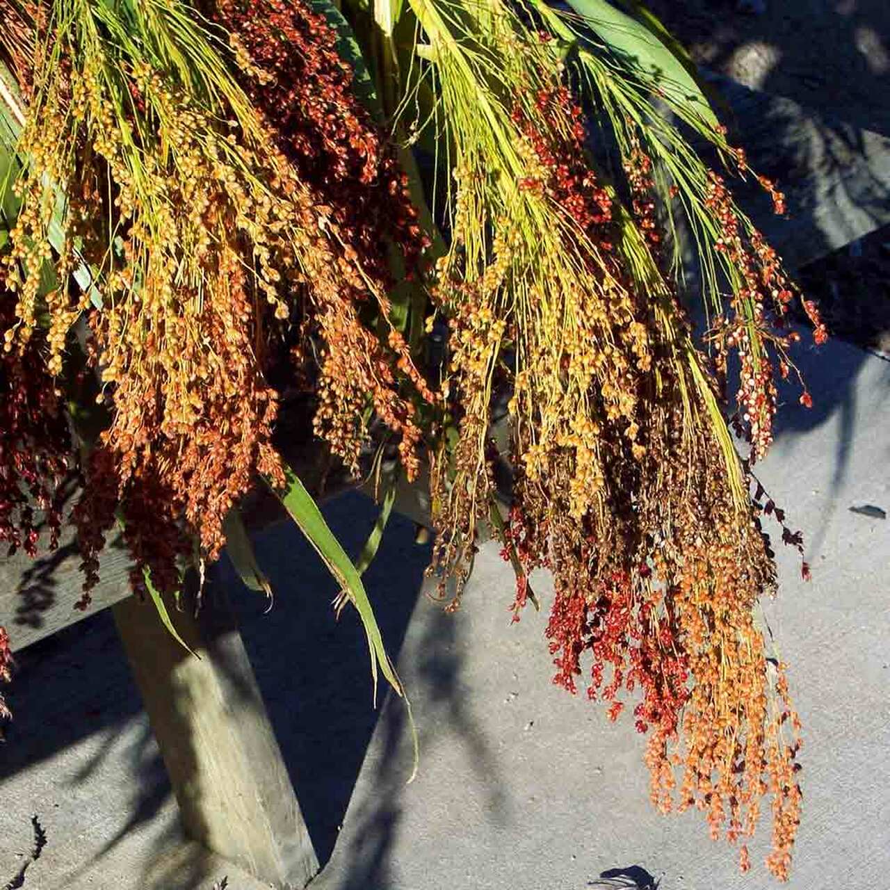 Organic Rainbow Broom Corn Grass Seeds