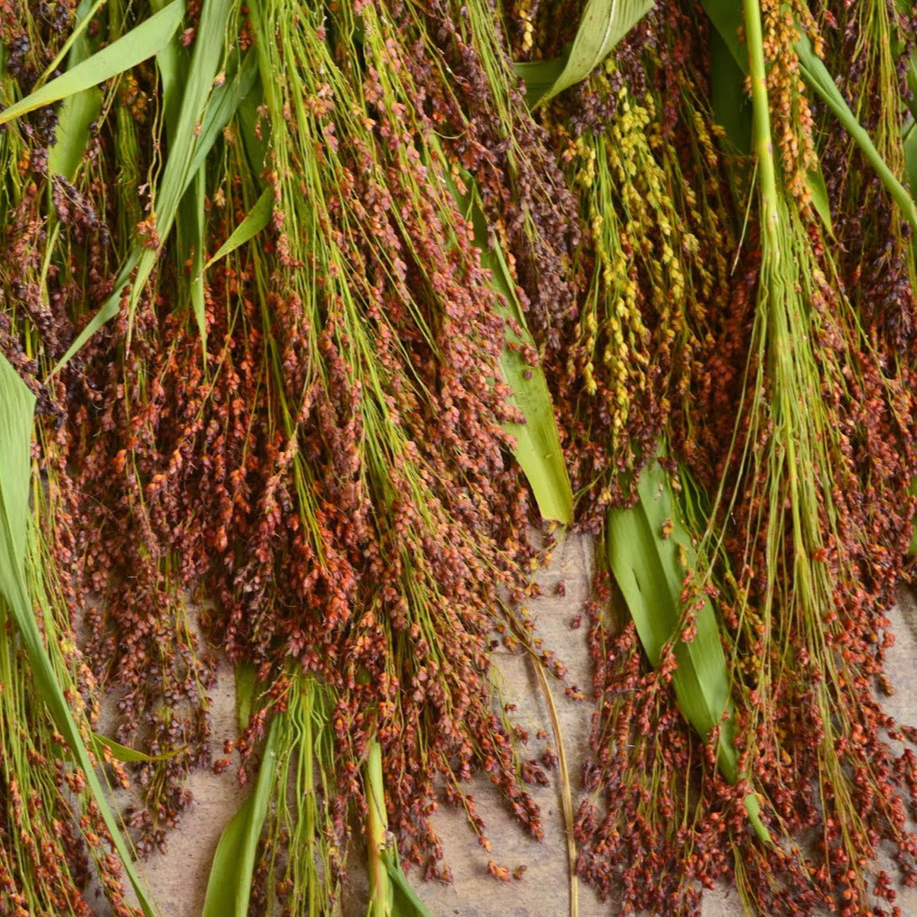 Organic Rainbow Broom Corn Grass Seeds