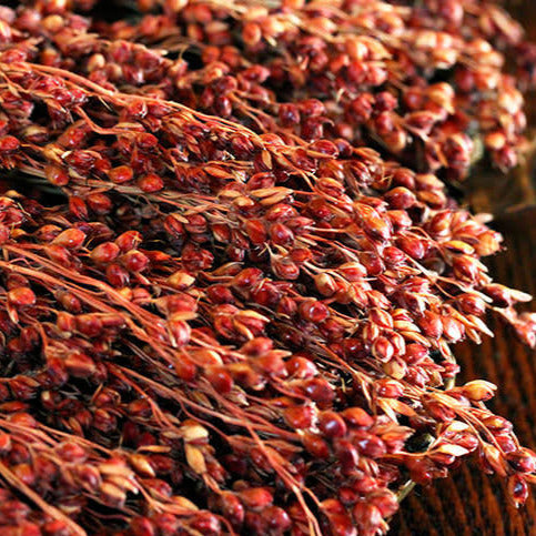 Organic Rainbow Broom Corn Grass Seeds
