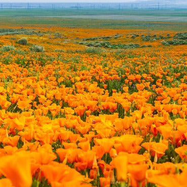 Golden California Poppy Flower Seeds