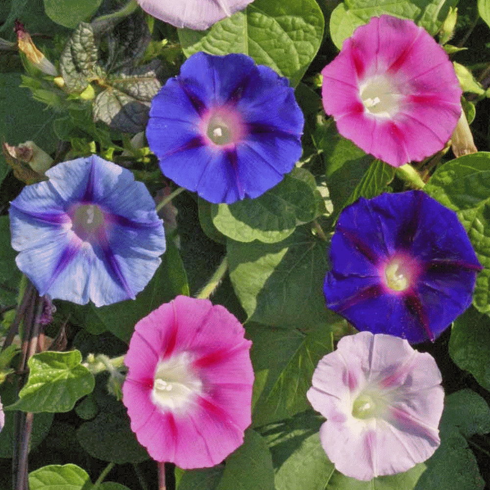 Morning Glory Plant Seed Mix