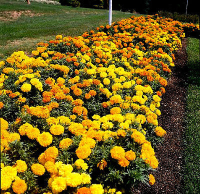 Crackerjack French Marigold Flower Seeds