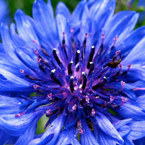 Bachelor Button "Blue Boy" Flower Seeds
