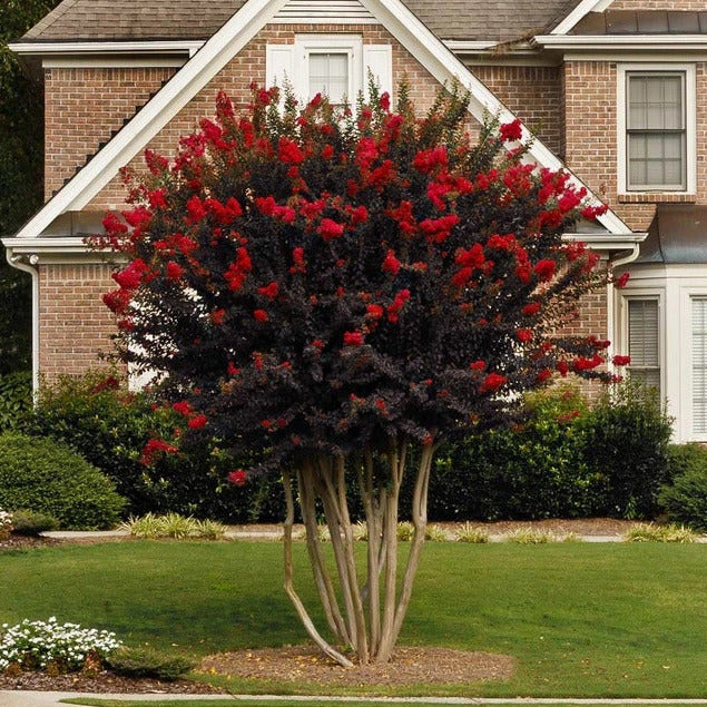 Black Diamond Crepe Myrtle Tree Seeds