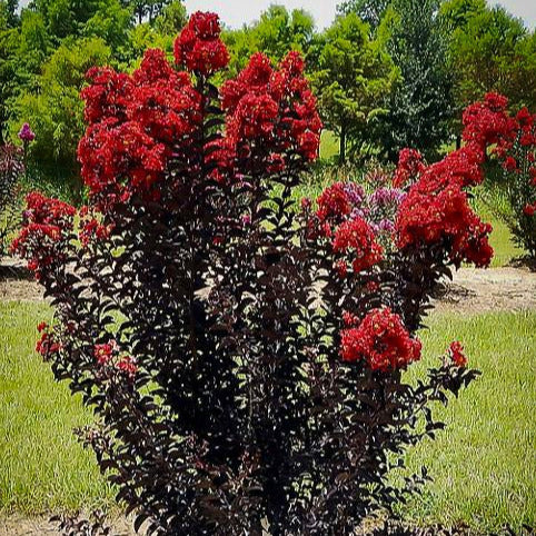 Black Diamond Crepe Myrtle Tree Seeds