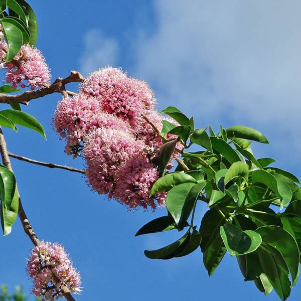 Pink Euodia Doughwood Tree Seeds