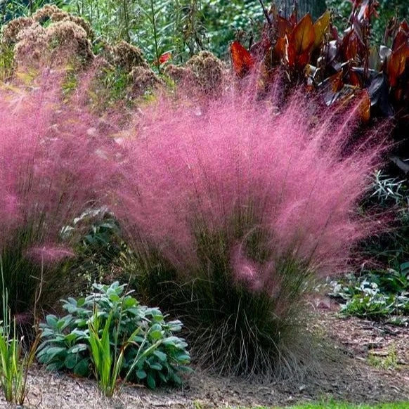 Pink Muhly Ornamental Grass Seeds