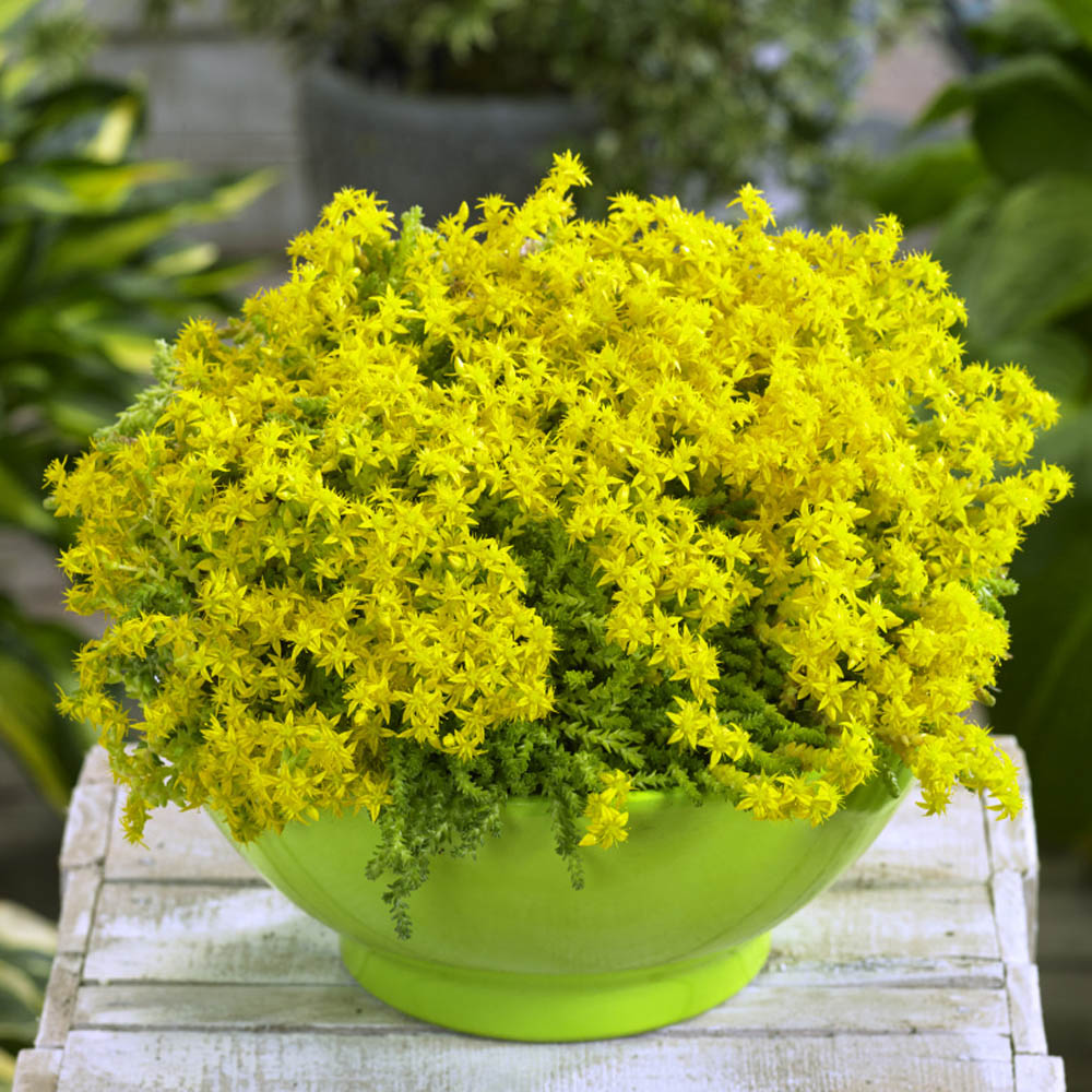Sedum Acre Yellow Ornamental Groundcover Seeds