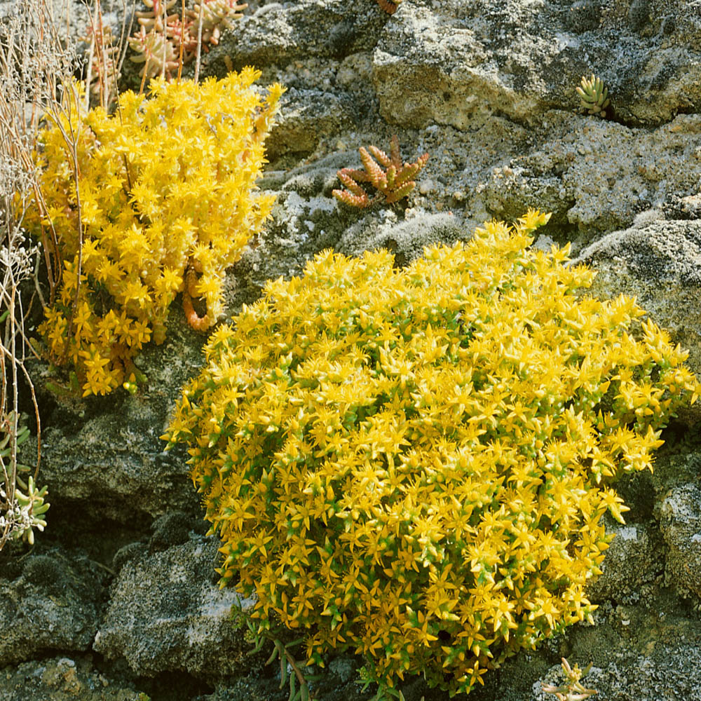 Sedum Acre Yellow Ornamental Groundcover Seeds