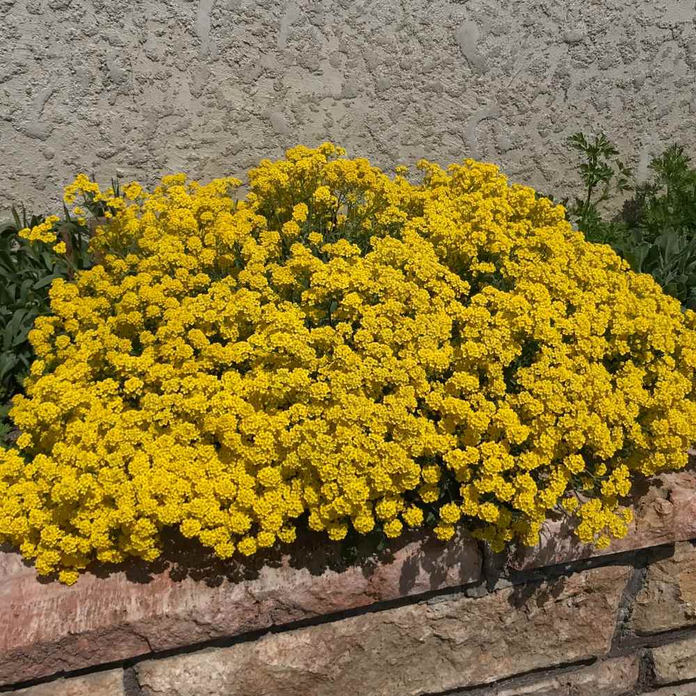 Sedum Acre Yellow Ornamental Groundcover Seeds
