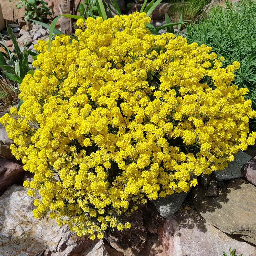 Sedum Acre Yellow Ornamental Groundcover Seeds