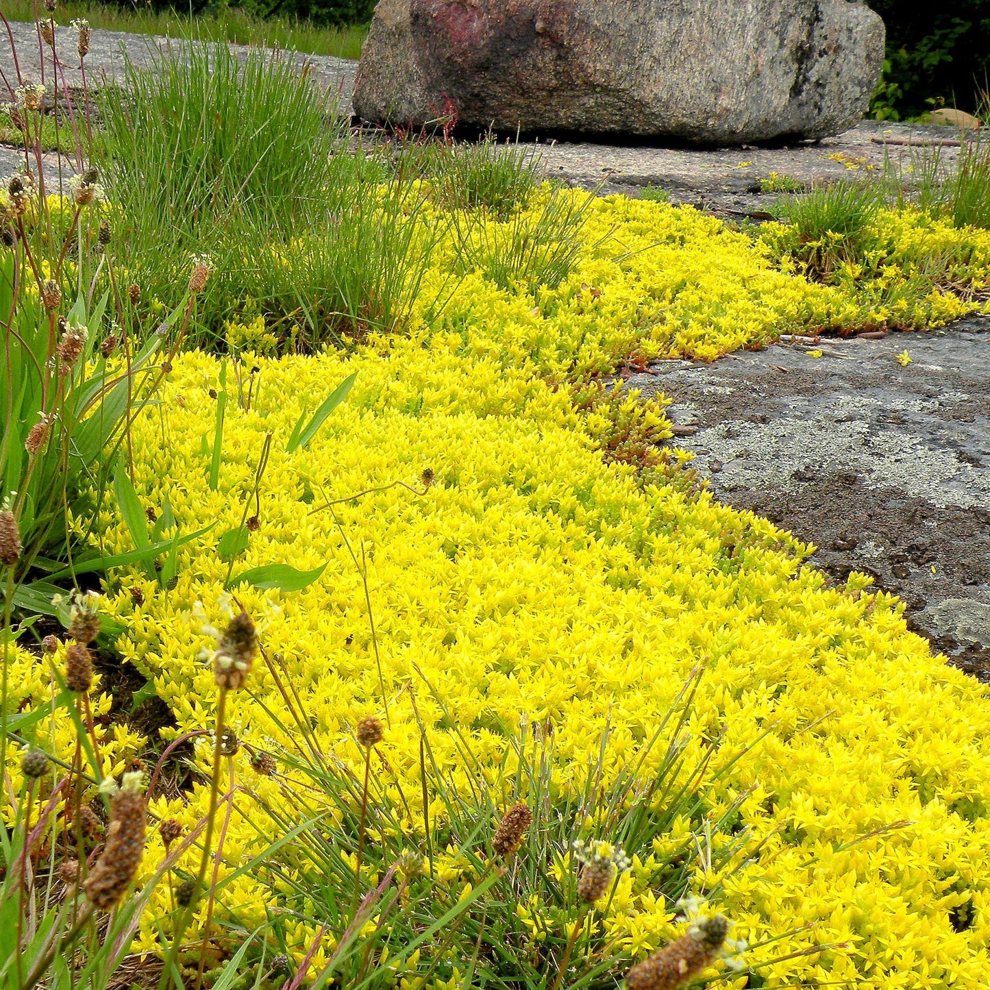 Sedum Acre Yellow Ornamental Groundcover Seeds
