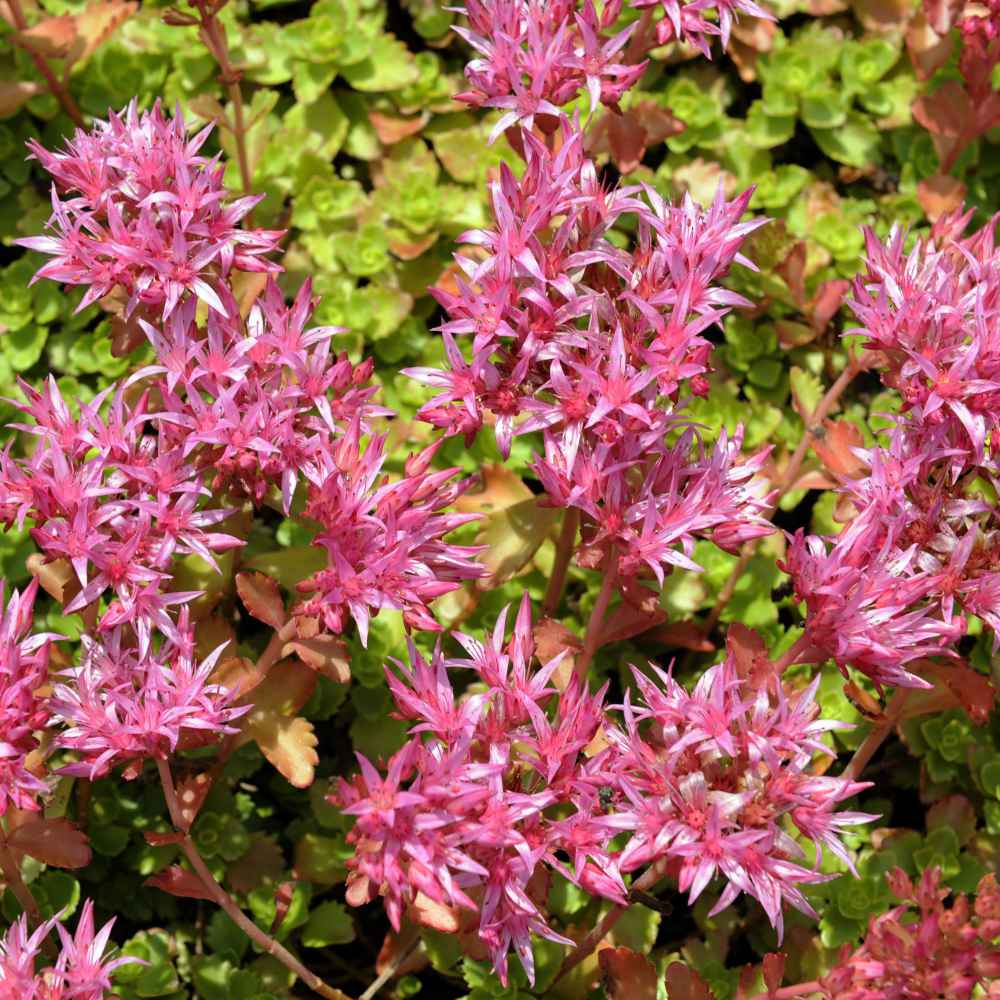 Sedum Purple Carpet Ornamental Groundcover Seeds