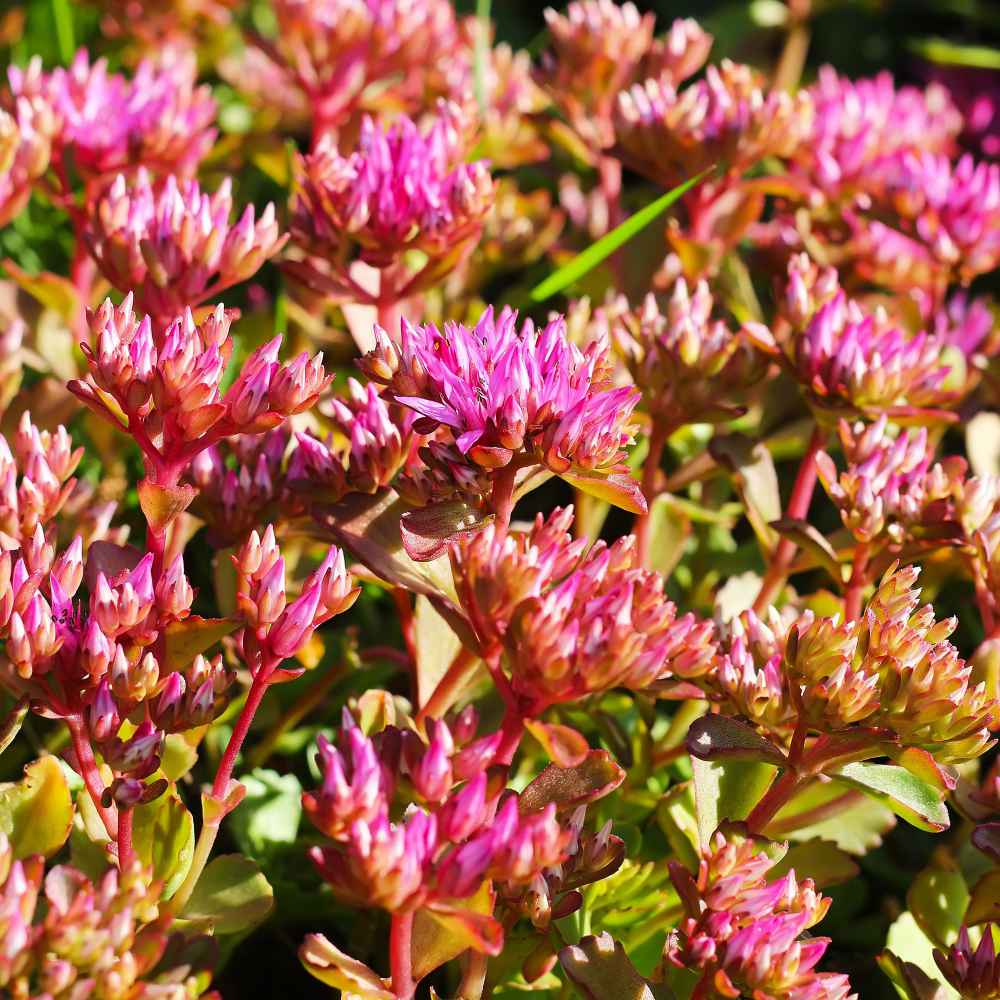 Sedum Purple Carpet Ornamental Groundcover Seeds