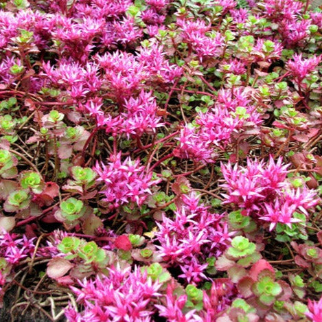Sedum Purple Carpet Ornamental Groundcover Seeds