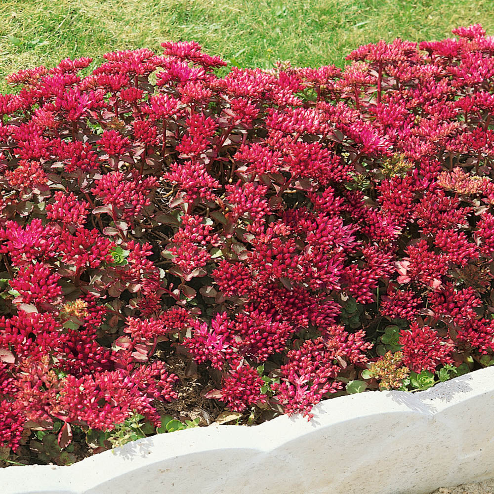 red succulent ground cover Sedum Red Dragon's Blood Ornamental Groundcover Seeds – Garden & Glimmer