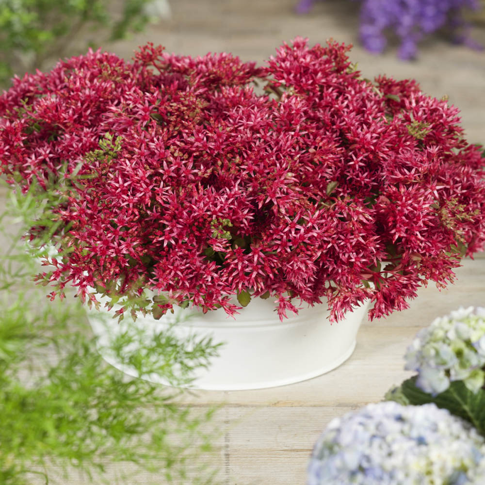 Sedum Red Dragon's Blood Ornamental Groundcover Seeds