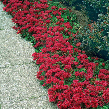 Sedum Red Dragon's Blood Ornamental Groundcover Seeds