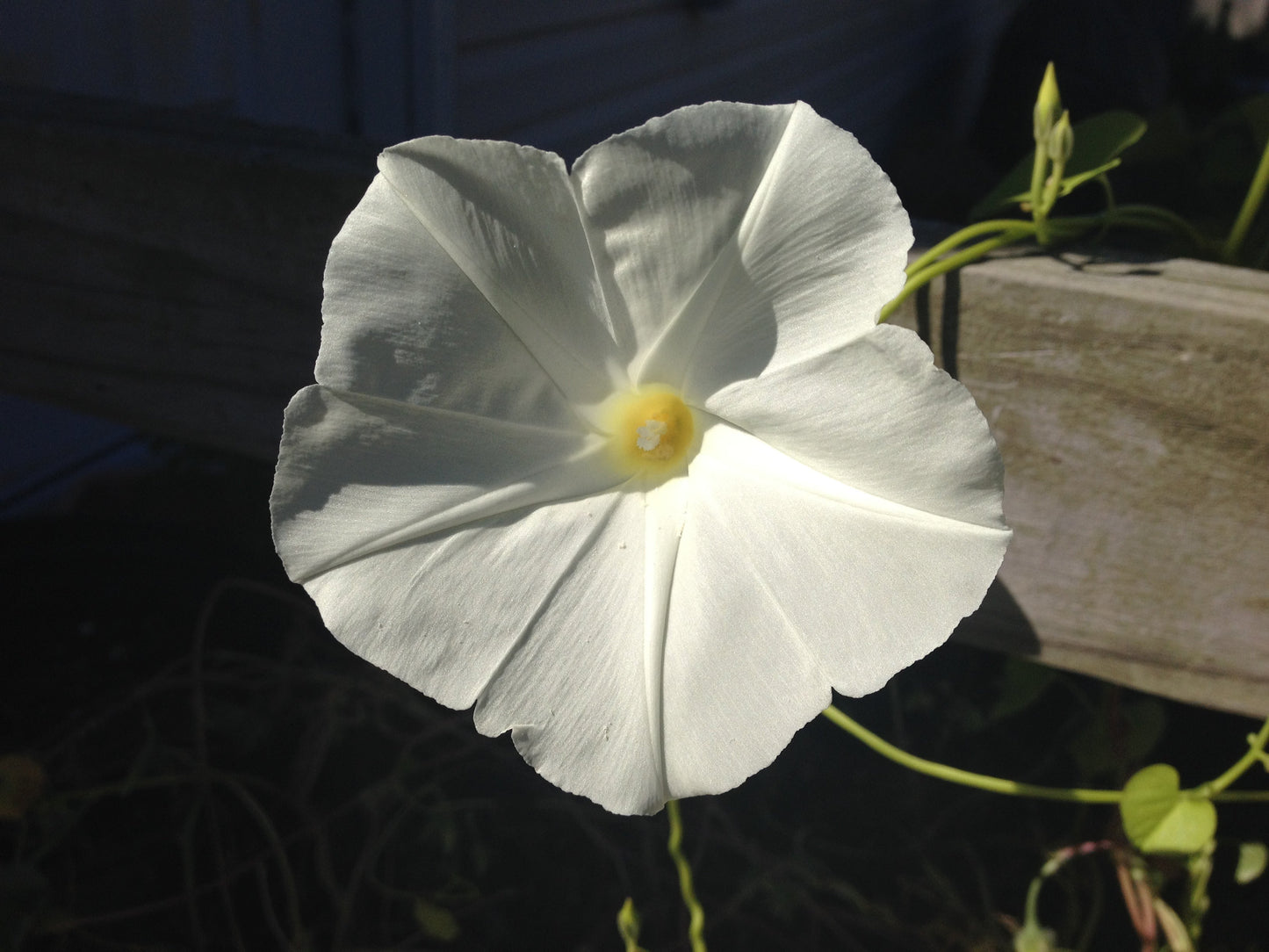 Moonflower Plant Seeds