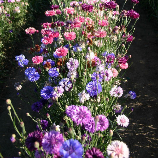 Bachelor Button "Cyanus Double" Flower Seeds
