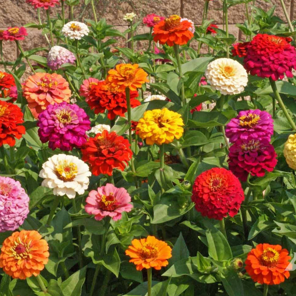 Pumila Zinnia Flower Seeds